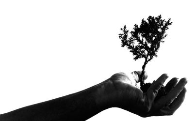 Guide to the Tender Application Process in Zimbabwe